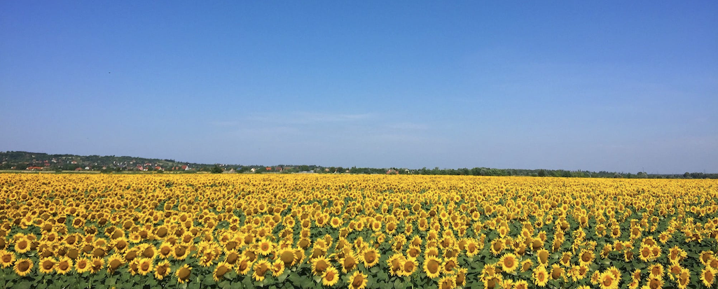 Un champ de tournesol au couleurs de l'Ukraine